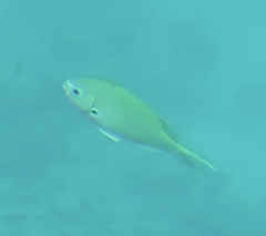 Chromis atripectoralis