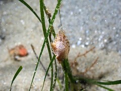 Electroma papilionacea