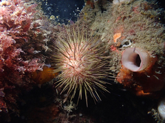 Heliocidaris erythrogramma