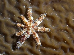Coscinasterias muricata