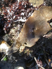 Laminaria digitata