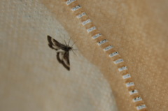 Atralata albofascialis