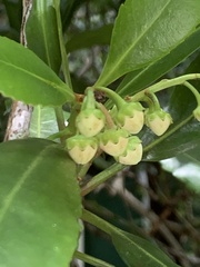 Anopterus macleayanus