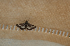 Atralata albofascialis