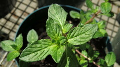 Cuphea carthagenensis