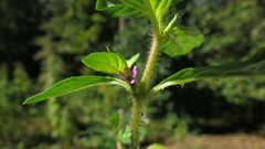 Cuphea carthagenensis