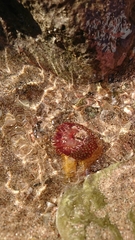 Actinia fragacea