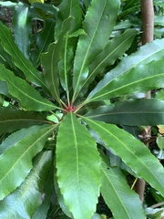 Anopterus macleayanus