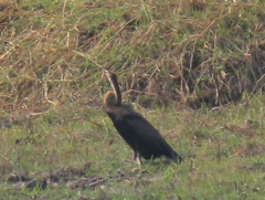 Anhinga rufa rufa