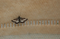 Atralata albofascialis