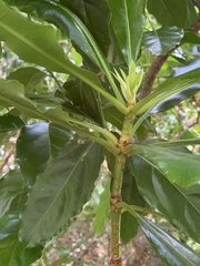 Anopterus macleayanus