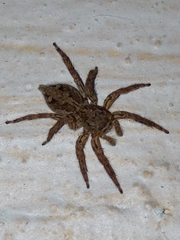 Plexippus petersi