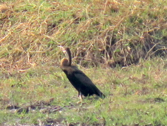 Anhinga rufa rufa