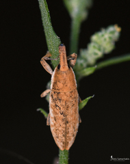 Lixus subtilis