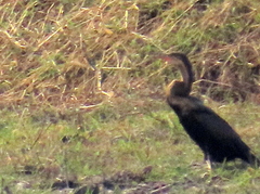 Anhinga rufa rufa