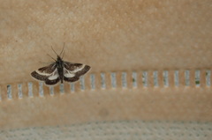 Atralata albofascialis
