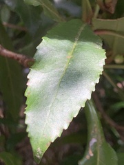 Anopterus macleayanus