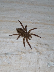 Plexippus petersi