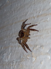 Plexippus petersi