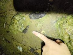 Hoplobatrachus chinensis