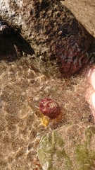 Actinia fragacea