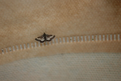 Atralata albofascialis
