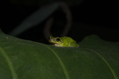 Hyla chinensis