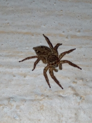 Plexippus petersi
