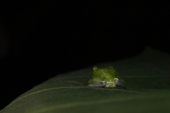 Hyla chinensis