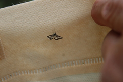 Atralata albofascialis