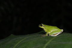 Hyla chinensis