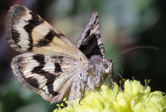 Drasteria adumbrata