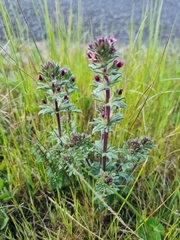 Parentucellia latifolia