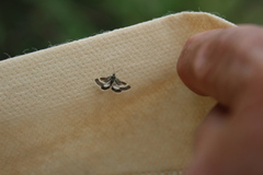 Atralata albofascialis