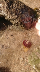 Actinia fragacea