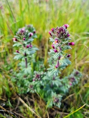 Parentucellia latifolia