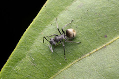 Polyrhachis aurea