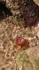 Actinia fragacea