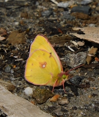 Colias fieldii