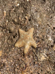 Asterina gibbosa