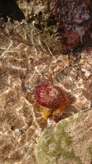 Actinia fragacea