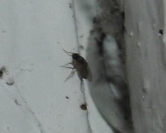 Phorinae