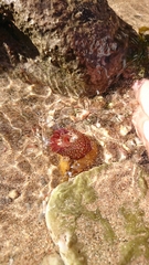 Actinia fragacea