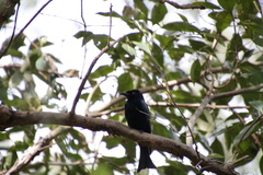 Dicrurus bracteatus