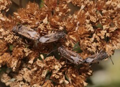 Ortholomus punctipennis