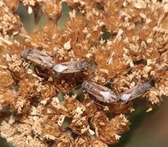 Ortholomus punctipennis