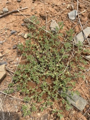 Aptosimum procumbens