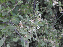 Lycium boerhaviifolium