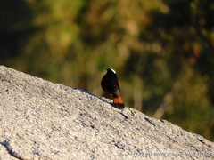 Phoenicurus leucocephalus