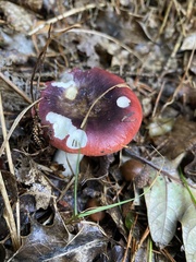 Russula sanguinea